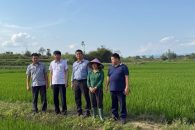 Mô hình sản xuất giống lúa dược liệu cẩm VH26 đạt năng suất 6,5 tấn/ha
